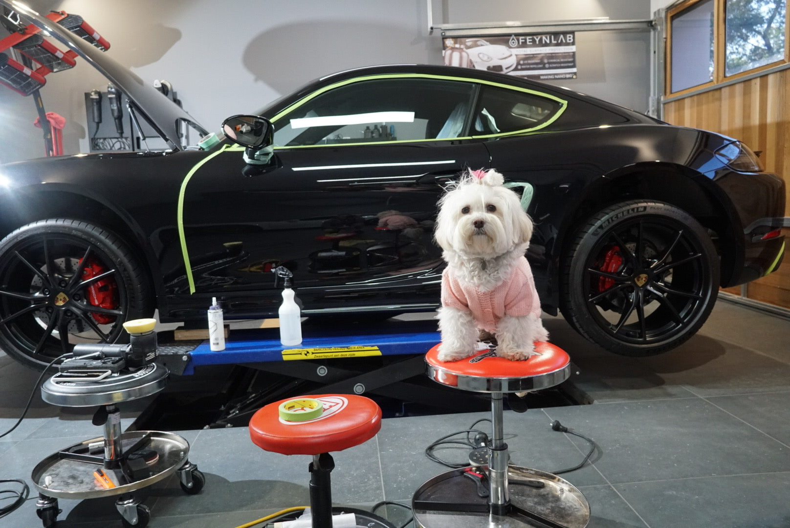 Alpha Details shop dog sitting on a stool beside a black Porsche in the workshop